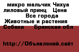 микро мальчик Чихуа лиловый принц › Цена ­ 90 - Все города Животные и растения » Собаки   . Брянская обл.